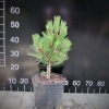 Pinus heldreichii 'Nana' - cосна Гельдрейха - Pinus heldreichii 'Nana' ; Pinus leucodermis