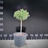 Pinus mugo 'Benjamin' - Bergkiefer - Pinus mugo 'Benjamin'