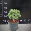 Pinus mugo 'Compacta' syn. Pinus mugo 'Uncinata Compacta' - kosodrzewina - Pinus mugo 'Compacta' syn. Pinus mugo 'Uncinata Compacta'