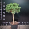 Pinus mugo 'Compacta' syn. Pinus mugo 'Uncinata Compacta' - kosodrzewina - Pinus mugo 'Compacta' syn. Pinus mugo 'Uncinata Compacta'