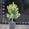 Pinus mugo 'Frühlingsgold' - сосна горная - Pinus mugo 'Frühlingsgold'