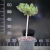 Pinus mugo 'Humpy' - kosodrzewina - Pinus mugo 'Humpy'