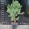 Pinus mugo var. pumilio - kosodrzewina - Pinus mugo var. pumilio