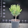 Pinus nigra 'Brepo' - сосна черная - Pinus nigra 'Brepo'