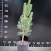 Pinus nigra var. caramanica syn. Pinus nigra subsp. pallasiana - Austrian pine - Pinus nigra var. caramanica syn. Pinus nigra subsp. pallasiana