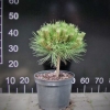 Pinus 'Marie Bregeon' - Cосна 'Мари Брежон' - Pinus 'Marie Bregeon'