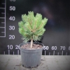 Pinus nigra 'Nana' - Austrian Pine - Pinus nigra 'Nana'