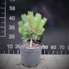 Pinus nigra 'Nana' - Cосна черная - Pinus nigra 'Nana'