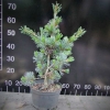 Pinus parviflora 'Glauca' - сосна мелкоцветковая - Pinus parviflora 'Glauca'