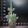 Pinus parviflora 'Tempelhof' - Cосна мелкоцветковая - Pinus parviflora 'Tempelhof'