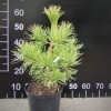 Pinus sylvestris 'Aurea' - sosna zwyczajna - Pinus sylvestris 'Aurea'