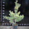 Pinus sylvestris 'Aurea' - сосна обыкновенная - Pinus sylvestris 'Aurea'