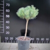 Pinus sylvestris 'Beuvronensis' - Cосна обыкновенная - Pinus sylvestris 'Beuvronensis'