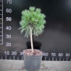 Pinus sylvestris 'Globosa Viridis' - Cосна обыкновенная - Pinus sylvestris 'Globosa Viridis'