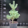 Pinus sylvestris 'Sandringham' - Wald-Kiefer - Pinus sylvestris 'Sandringham'