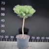 Pinus sylvestris 'Tabuliformis' - Cосна обыкновенная - Pinus sylvestris 'Tabuliformis'