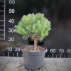 Pinus sylvestris 'Tabuliformis' - Cосна обыкновенная - Pinus sylvestris 'Tabuliformis'