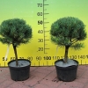 Pinus sylvestris 'Watereri' - Cосна обыкновенная - Pinus sylvestris 'Watereri'