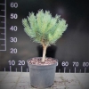 Pinus sylvestris 'Watereri' - Cосна обыкновенная - Pinus sylvestris 'Watereri'