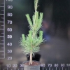 Pinus tabuliformis - Chinese Red Pine - Pinus tabuliformis