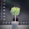 Pinus mugo 'Grüne Welle' - kosodrzewina ; sosna górska - Pinus mugo 'Grüne Welle' ;  Pinus uncinata