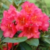 Abendsonne - Rhododendron hybrid - Abendsonne - Rhododendron hybridum