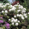 Album Novum - Рододендрон гибридный - Album Novum - Rhododendron hybridum