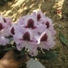 Alexis- Рододендрон гибридный - Alexis - Rhododendron hybridum