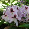 Alexis- Рододендрон гибридный - Alexis - Rhododendron hybridum