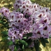 Alexis- Рододендрон гибридный - Alexis - Rhododendron hybridum