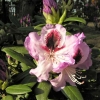 Alexis- Рододендрон гибридный - Alexis - Rhododendron hybridum