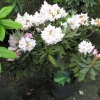 Aloha- Rhododendron hybridum - Aloha- Rhododendron hybridum