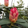 Andantino - Rhododendron hybrid - Andantino - Rhododendron hybridum