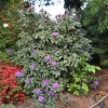 Anna's Platinum - Rhododendron Hybride - Anna's Platinum - Rhododendron hybridum