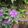 Anna's Platinum - różanecznik wielkokwiatowy - Anna's Platinum - Rhododendron hybridum