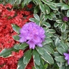 Anna's Platinum - Rhododendron hybrid - Anna's Platinum - Rhododendron hybridum