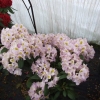 Mrs Anthony Waterer - Рододендрон гибридный - Mrs Anthony Waterer - Rhododendron hybridum