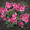 August Lamken - Рододендрон гибридный - August Lamken - Rhododendron hybridum