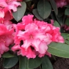 August Lamken - Рододендрон гибридный - August Lamken - Rhododendron hybridum