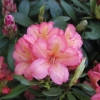 Balalaika  dichroanthum - Рододендрон - Balalaika  dichroanthum - Rhododendron hybridum
