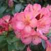 Balalaika  dichroanthum - Рододендрон - Balalaika  dichroanthum - Rhododendron hybridum