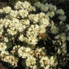 Bananaflip wardii-hybr. - Рододендрон гибридный - Bananaflip wardii-hybr.  - Rhododendron hybridum