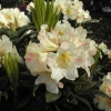 Bananaflip wardii-hybr. - Рододендрон гибридный - Bananaflip wardii-hybr.  - Rhododendron hybridum