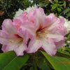Bangkok - Рододендрон гибридный - Bangkok - Rhododendron hybridum