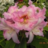 Bangkok - Рододендрон гибридный - Bangkok - Rhododendron hybridum