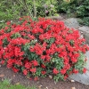 Bengal - różanecznik repens - Bengal - Rhododendron repens