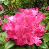 Berliner Liebe  insigne-hybr- Рододендрон гибридный - Berliner Liebe  insigne-hybr - Rhododendron hybridum