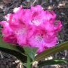 Berliner Liebe  insigne-hybr- Рододендрон гибридный - Berliner Liebe  insigne-hybr - Rhododendron hybridum