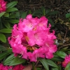Berliner Liebe  insigne-hybr- Рододендрон гибридный - Berliner Liebe  insigne-hybr - Rhododendron hybridum