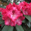 Berliner Liebe  insigne-hybr- Рододендрон гибридный - Berliner Liebe  insigne-hybr - Rhododendron hybridum